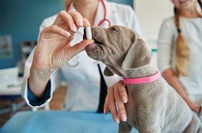Animal Health Care and Veterinary Medicines